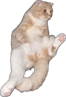 🌟 emoji Рыжик и Беляш Telegram sticker 19 of 96