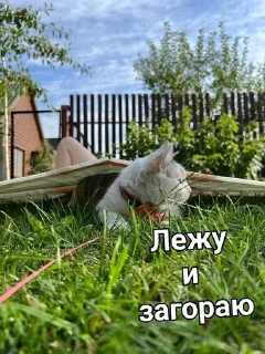 Sticker from Мурка А ну-ка давай-ка