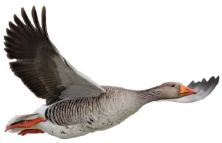 Sticker from Гуси