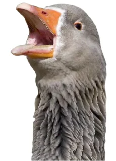 😄 emoji Гуси Telegram sticker 10 of 19