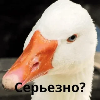 😒 emoji Гуси Telegram sticker 18 of 42