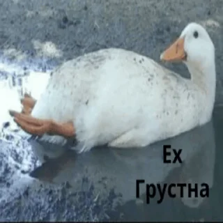 😢 emoji Гуси Telegram sticker 13 of 42