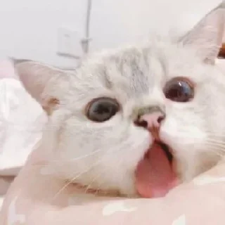 🍼 emoji Cats @TVstickers Telegram sticker 10 of 82