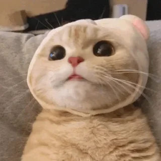 🐱 emoji Cats @TVstickers Telegram sticker 12 of 82