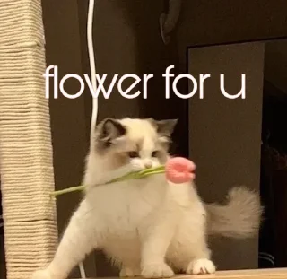 🌹 emoji floriks love Telegram sticker 19 of 60