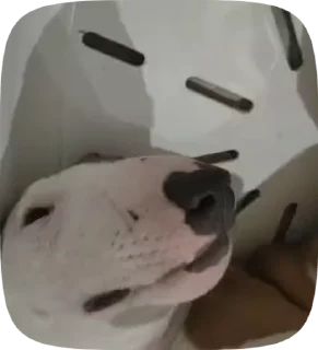 🛏️ emoji Булка Гусь и Все Все Все Telegram sticker 16 of 47