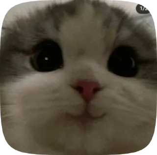 🌟 emoji Лад Telegram sticker 13 of 35