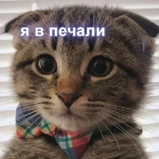 Sticker from Люблю мемы с котами