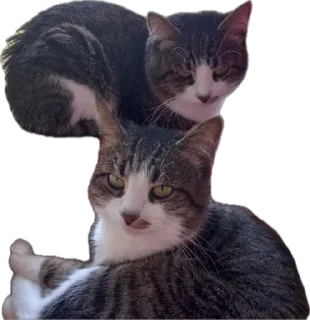 👯 emoji Яша🐈 by @v_froll Telegram sticker 12 of 38