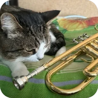 🎺 emoji Яша🐈 by @v_froll Telegram sticker 17 of 38