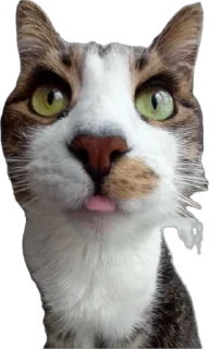 😛 emoji Яша🐈 by @v_froll Telegram sticker 8 of 38