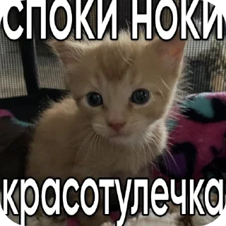 🐱 emoji мили кити :³ @SoyBite Telegram sticker 19 of 50