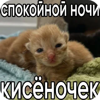 🐱 emoji мили кити :³ @SoyBite Telegram sticker 17 of 50