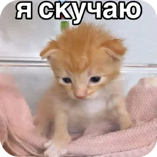 🐱 emoji мили кити :³ @SoyBite Telegram sticker 22 of 50