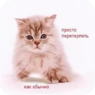 🐱 emoji мили кити :³ @SoyBite Telegram sticker 11 of 50