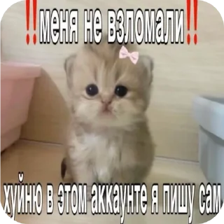 🐱 emoji мили кити :³ @SoyBite Telegram sticker 23 of 50