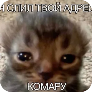 🐱 emoji мили кити :³ @SoyBite Telegram sticker 10 of 50