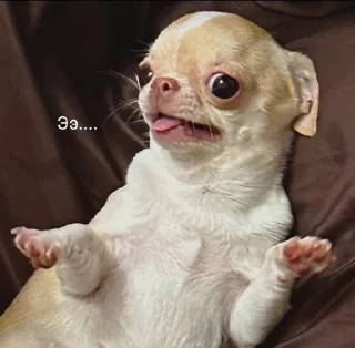 🐶 emoji Собаки Настюшки :> Telegram sticker 13 of 22