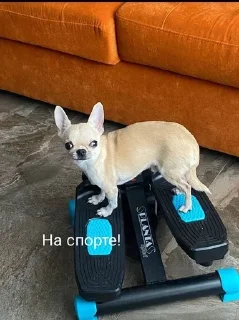 🐶 emoji Собаки Настюшки :> Telegram sticker 5 of 22