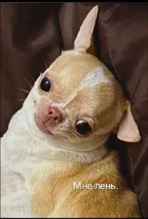 😑 emoji Собаки Настюшки :> Telegram sticker 16 of 22