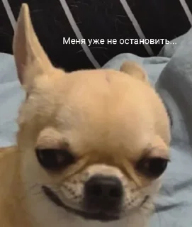 😈 emoji Собаки Настюшки :> Telegram sticker 12 of 22
