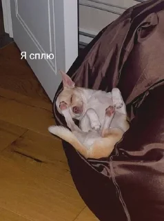 😟 emoji Собаки Настюшки :> Telegram sticker 8 of 22