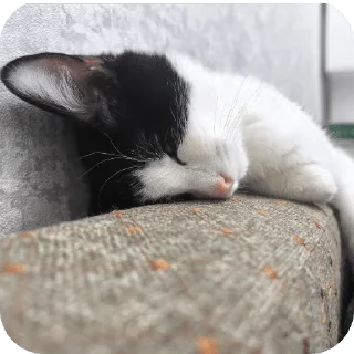 🌟 emoji Стасик Telegram sticker 22 of 68