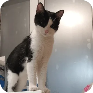 🌟 emoji Стасик Telegram sticker 16 of 68