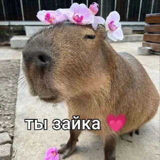 ❤️ emoji капибары 💞 @pod_mefomzsh Telegram sticker 2 of 11