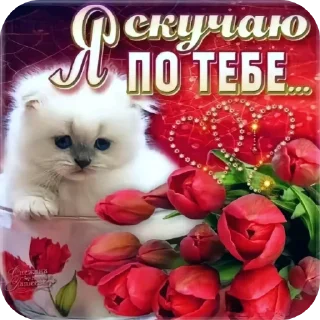 🐱 emoji што Telegram sticker 17 of 46