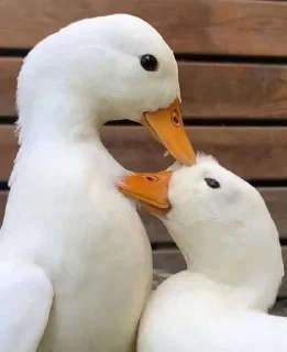 🐥 emoji duuuuucks Telegram sticker 21 of 78