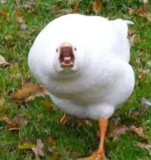 🐥 emoji duuuuucks Telegram sticker 9 of 78