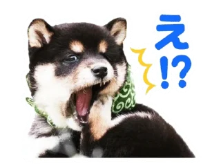🌟 emoji Shiba Inu 🐾 Telegram sticker 20 of 110