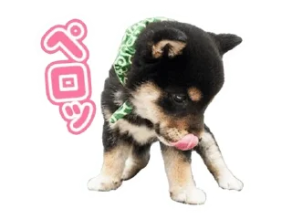🌟 emoji Shiba Inu 🐾 Telegram sticker 8 of 110