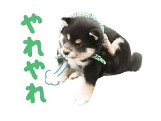 🌟 emoji Shiba Inu 🐾 Telegram sticker 10 of 110