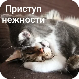🤗 emoji котики Telegram sticker 11 of 55