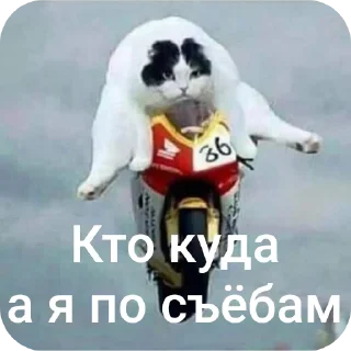 🏃‍♀ emoji котики Telegram sticker 12 of 55