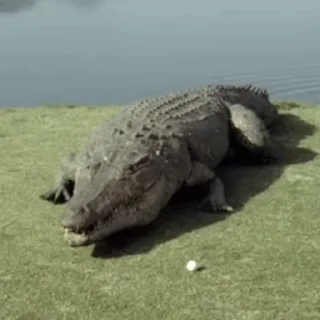🐊 emoji Смекта Vol. 3: GIF Edition Telegram sticker 23 of 119
