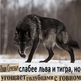 Sticker from Цитатки
