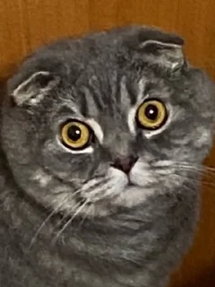 😳 emoji Бонстер Telegram sticker 19 of 25