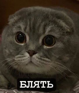 😳 emoji Бонстер Telegram sticker 7 of 25