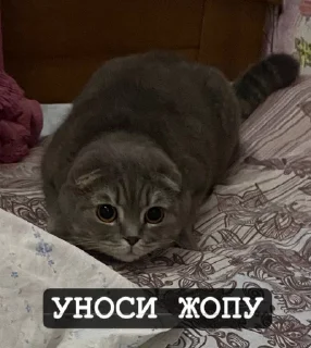 🌟 emoji Бонстер Telegram sticker 24 of 25