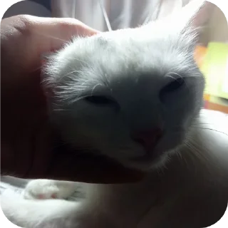 🐱 emoji STRA1KER MILKA https://t.me/STRA1KER_LOL Telegram sticker 13 of 43