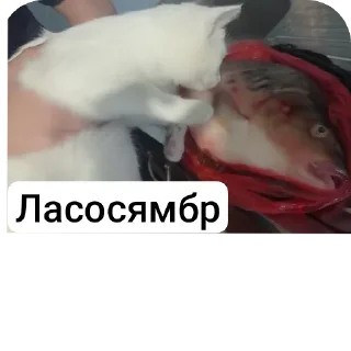 🐱 emoji STRA1KER MILKA https://t.me/STRA1KER_LOL Telegram sticker 21 of 43