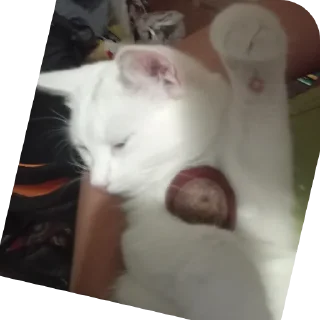 🐱 emoji STRA1KER MILKA https://t.me/STRA1KER_LOL Telegram sticker 7 of 43