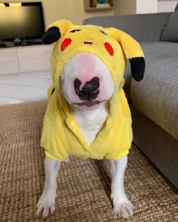 🌟 emoji Бультерьерчики Telegram sticker 18 of 28