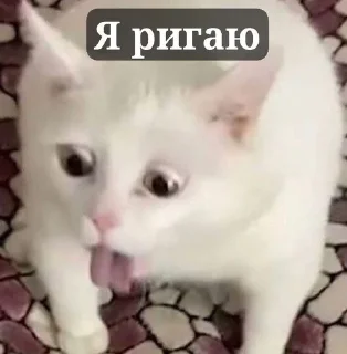 Sticker from Cats..💗