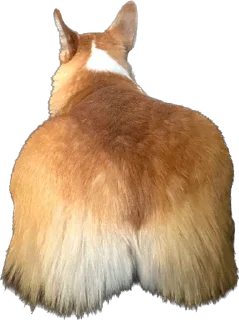 🍑 emoji Кошке и собеки Telegram sticker 14 of 42