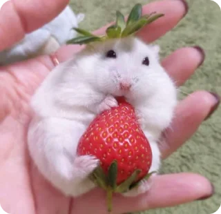 🍓 emoji ⁺ִ𝕙𝕒𝕞𝕤𝕥𝕖𝕣𝕤 @hehe_helen༉ Telegram sticker 11 of 47