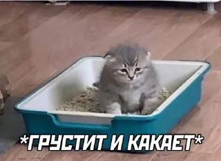 Sticker from memes and more